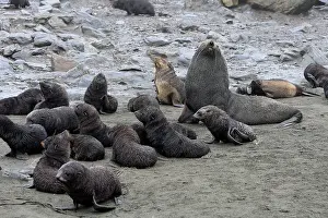 Kerguelen: Antarctic Fur Seal