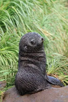 Kerguelen: Antarctic Fur Seal