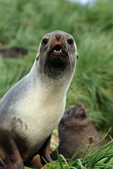 Kerguelen: Antarctic Fur Seal