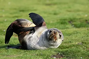 Roll: Antarctic Fur Seal