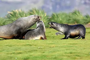 Kerguelen: Antarctic Fur Seal