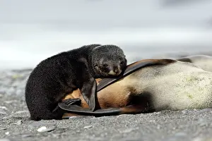Huddle: Antarctic Fur Seal