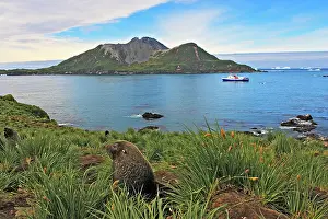Kerguelen: Antarctic Fur Seal