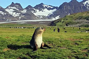 Kerguelen: Antarctic Fur Seal