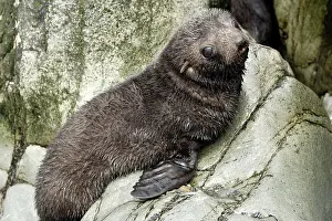 Kerguelen: Antarctic Fur Seal