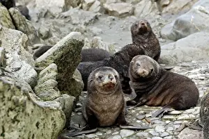Kerguelen: Antarctic Fur Seal