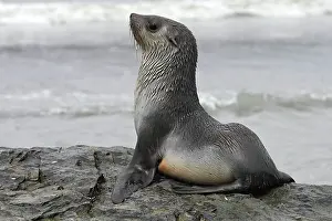 Kerguelen: Antarctic Fur Seal
