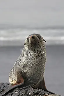 Kerguelen: Antarctic Fur Seal