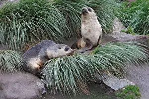 Kerguelen: Antarctic Fur Seal