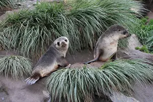 Kerguelen: Antarctic Fur Seal