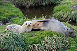 Kerguelen: Antarctic Fur Seal