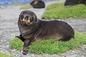 Kerguelen: Antarctic Fur Seal