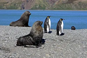 Kerguelen: Antarctic Fur Seal