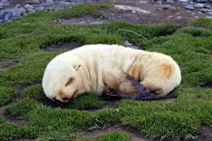 Kerguelen: Antarctic Fur Seal