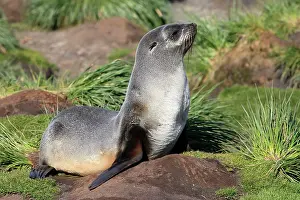 Kerguelen: Antarctic Fur Seal