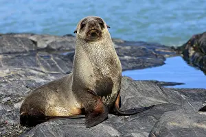 Kerguelen: Antarctic Fur Seal