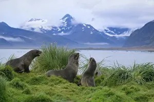 Hercules: Antarctic Fur Seal (Arctocephalus gazella)