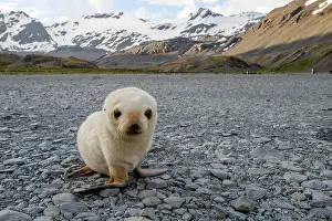 Otariid: Antarctic Fur Seal (Arctocephalus gazella), leucistic