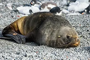 Arctocephalus: Antarctic fur seal (Arctocephalus gazella), Gourdin