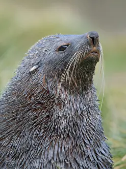 Otariidae: Antarctic fur seal bull on a beach on the island of South