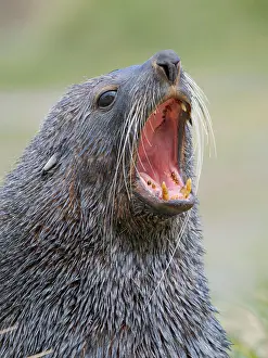 Threat: Antarctic fur seal bull on a beach on the island of South