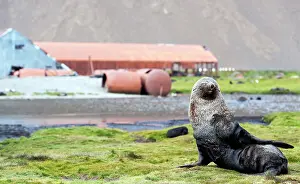 Whaling: Antarctic Fur Seal by old whaling station