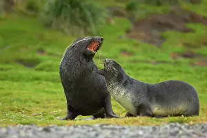 Playfighting: Antarctic Fur Seal - Pair playfighting