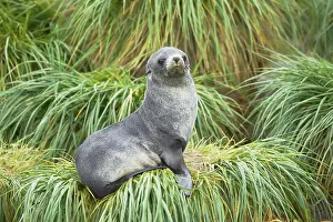 Tussac: Antarctic Fur Seal - pup on tussac grass