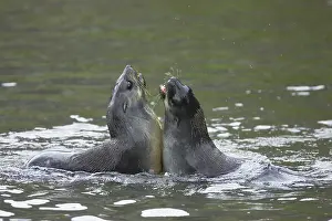 Playfighting: Antarctic Fur Seal - pups playfighting