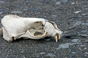 Kerguelen: Antarctic Fur Seal - skull