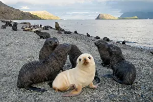 051218: Antarctic Fur Seals (Arctocephalus gazella), pubs