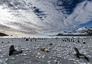 Renato Granieri: Antarctic Fur Seals on the beach