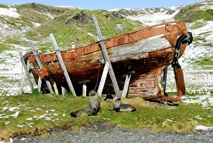 Whaling: Antarctic Fur Seals - in front of old whaling boat