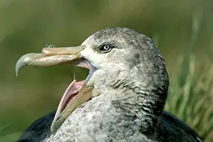Macronectes: Antarctic Giant-Petrel - With a green bill tip