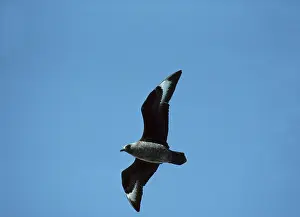 Chilensis: Antarctic / Great Skua - In flight
