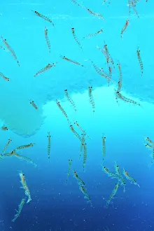 Krill: Antarctic Krill