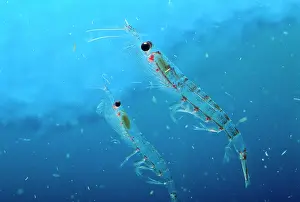 Krill: Antarctic Krill