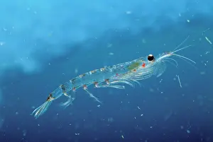 Krill: Antarctic Krill