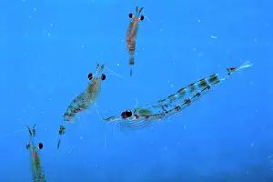 Krill: Antarctic Krill