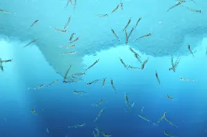 Krill: Antarctic Krill