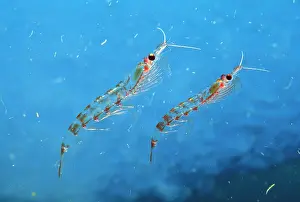 Kallen Marc Ferrero: Antarctic Krill