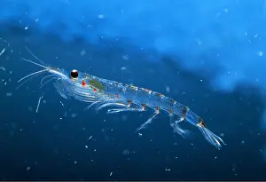 Krill: ANTARCTIC KRILL C/U