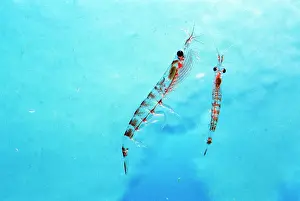 Krill: ANTARCTIC KRILL - two close-up