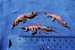 Krill: Antarctic Krill - scale in cm