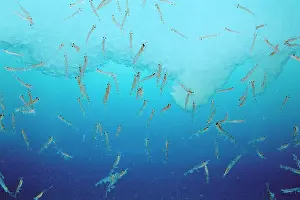 Krill: Antarctic Krill Shoal