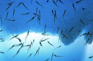 Krill: ANTARCTIC KRILL - SHOAL