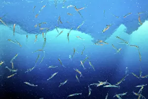 Krill: ANTARCTIC KRILL - SHOAL