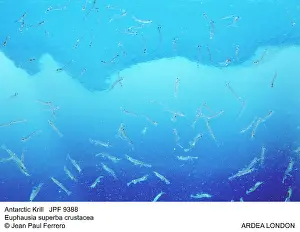 Krill: ANTARCTIC KRILL - SHOAL