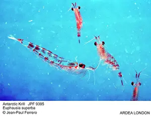 Krill: ANTARCTIC KRILL - x four, close-up