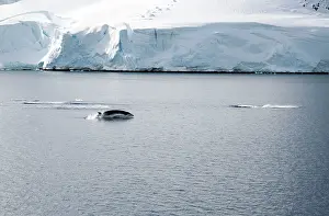 Minke: Antarctic Minke Whale - Breaching with two others just dived